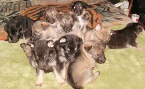 GermanShepherdpuppies